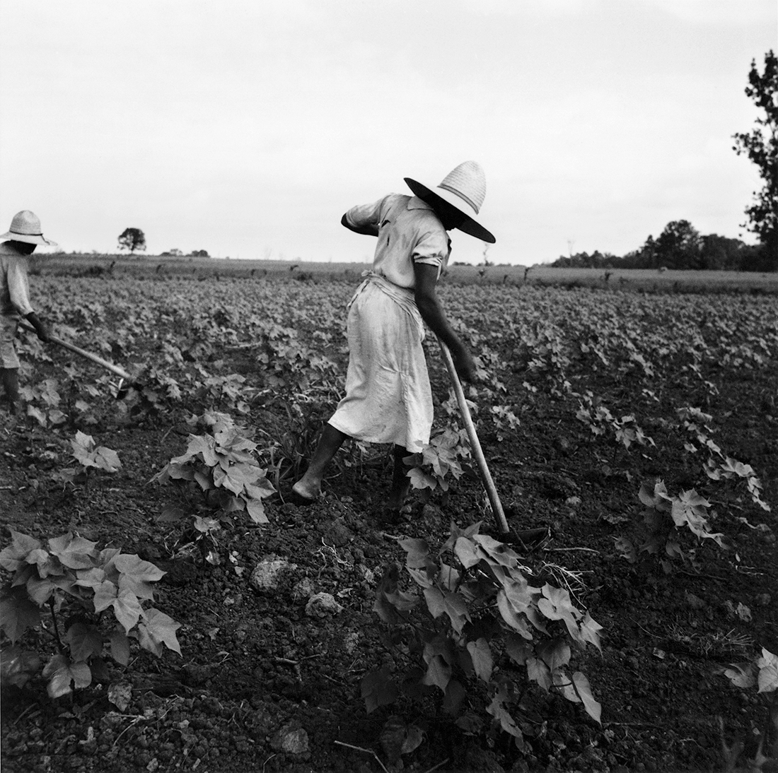 Fotó: Dorothea Lange: Near Eutah, Alabama, 1936 © The Dorothea Lange Collection, the Oakland Museum of California, City of Oakland. Gift of Paul S. Taylor