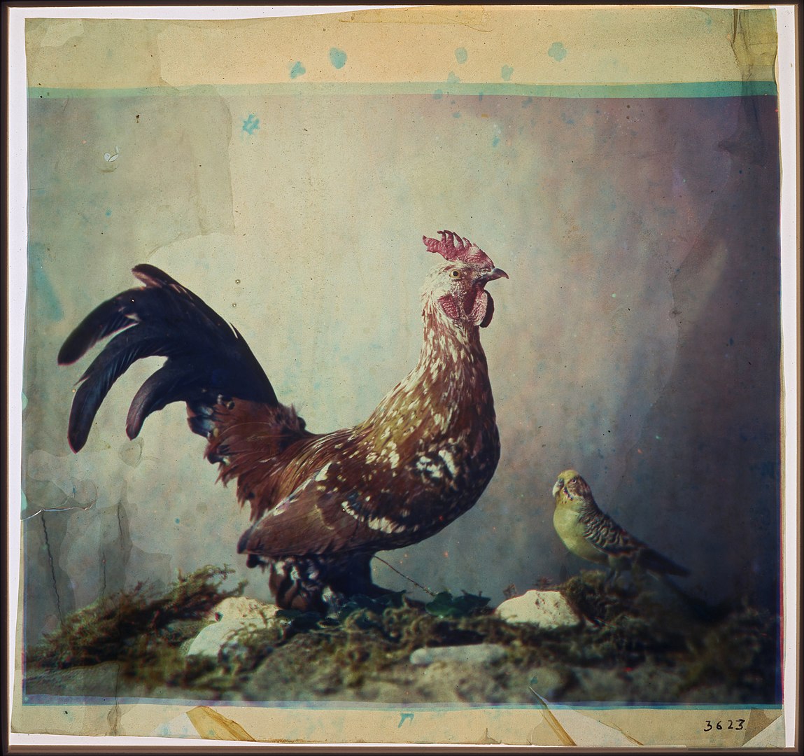 Fotó: Louis Ducos du Hauron: Still life with rooster, 1879 © Google Art Project