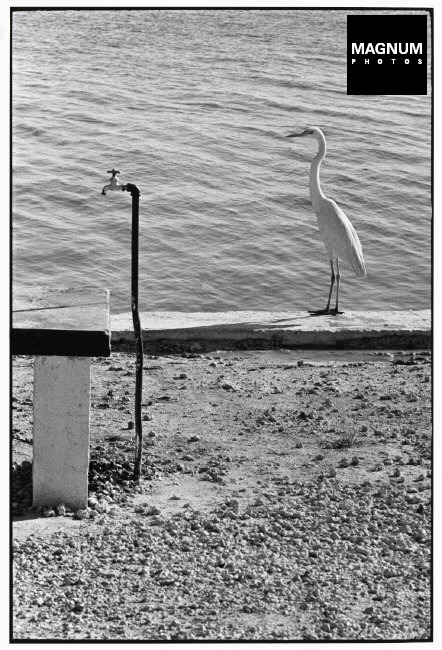 Fotó: Elliott Erwitt: USA. Florida Keys. 1968 © Elliott Erwitt/Magnum Photos