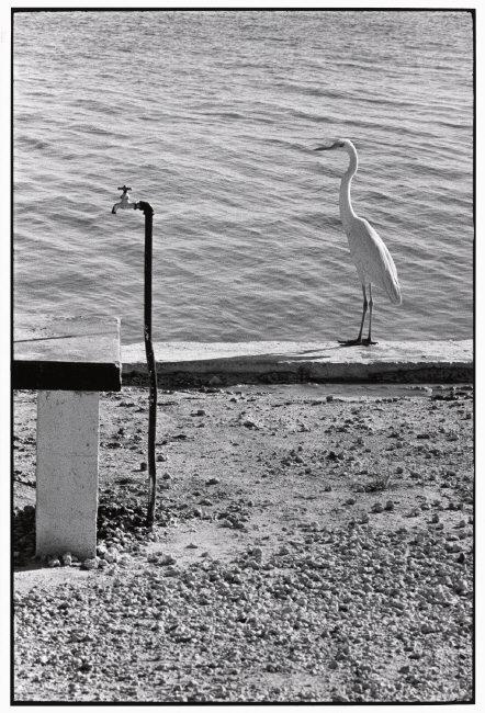 Fotó: Elliott Erwitt: Florida Keys, USA, 1968 © Elliott Erwitt / Magnum Photos