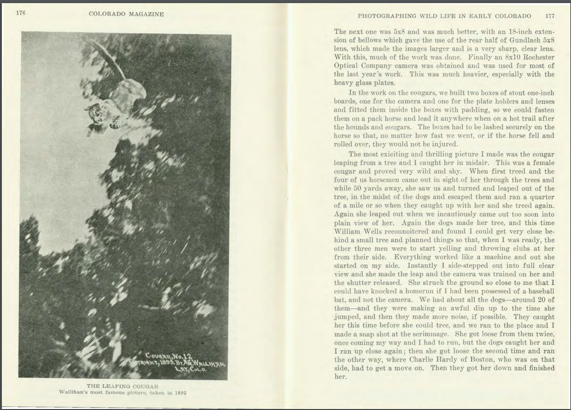 Az első kép egy vadon élő, ugrásban lévő pumáról, 1895<br />Fotó: A.G. Walliham<br />Megjelent: Camera Shots at Big Game, 1901