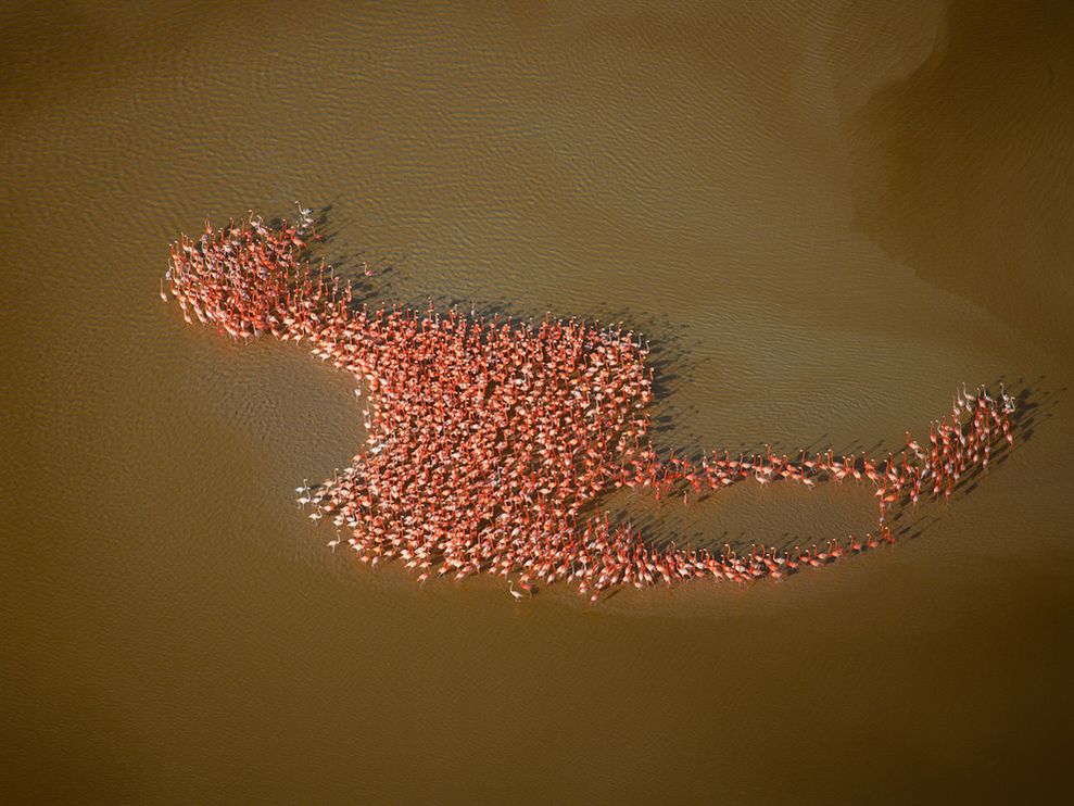flamingos-gulf-mexico.jpg
