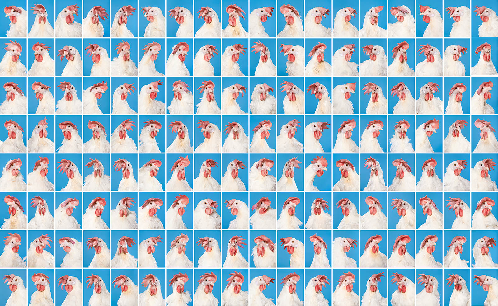daniel-szalai-novogen-chicken-portraits.JPG