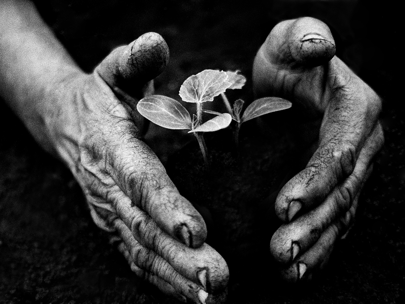 Fotó: Eifert János: Kertész keze / Gardener’s Hand (Tarnaméra, 1978) © Eifert János