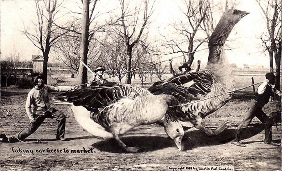 Fotó: William H. Martin: 1909 © Martin Post Card Company