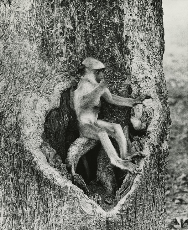 Photo: Ylla: Gibbon, India, 1955 © Pryor Dodge