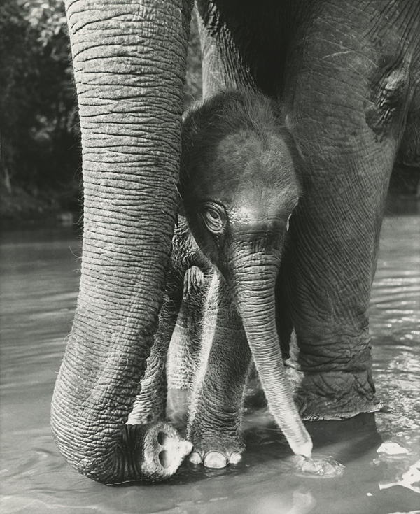 Photo: Ylla: Baby Elephant With Mother, India, 1955 © Pryor Dodge