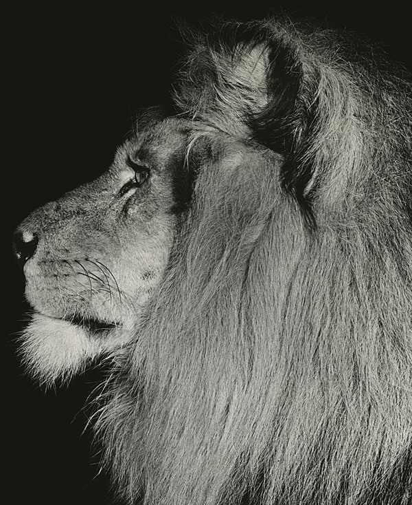 Photo Ylla: Lion, New York, 1940‘s © Pryor Dodge