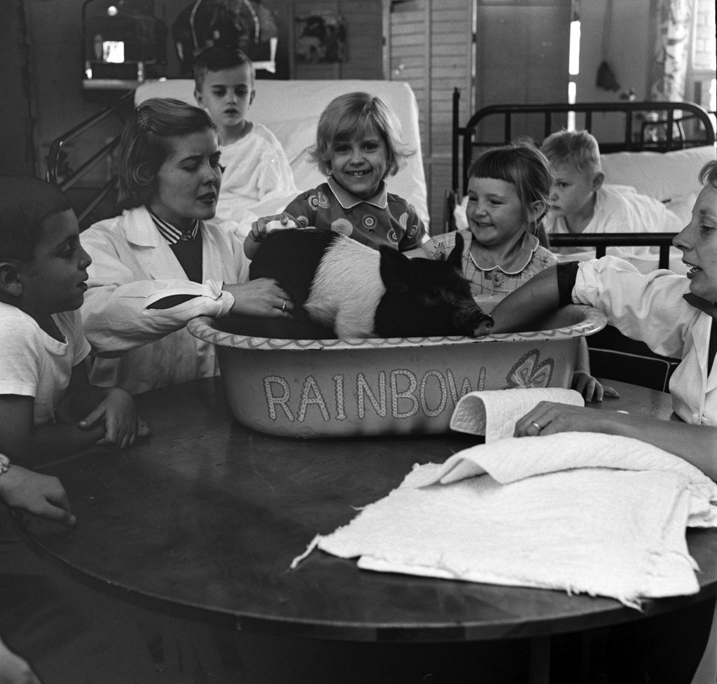 Fotó: Francis Miller: Patricia Cebelak (8) étel-allergiás és Linda Fox (4), aki tüdõbetegségben szenvedett fürdet egy kismalacot. Michigani Egyetemi kórház, Ann Arbor, 1956 © The LIFE Picture Collection/Getty Images