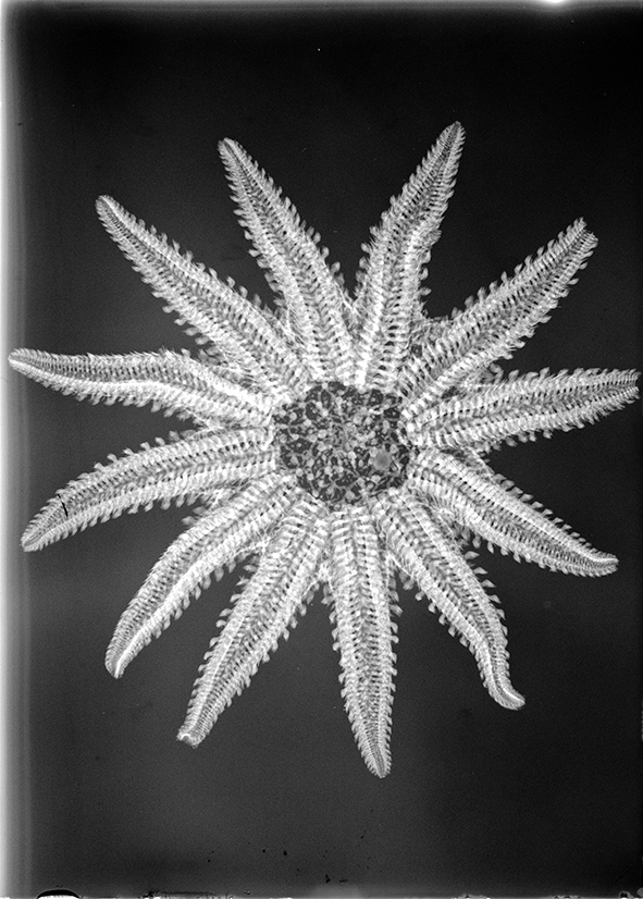 Röntgen lumen print, Gothard Jenő, 1896 körül<br />Modern hasonmás reprodukció<br />/ELTE Gothard Asztrofizikai Obszervatórium jóvoltából/