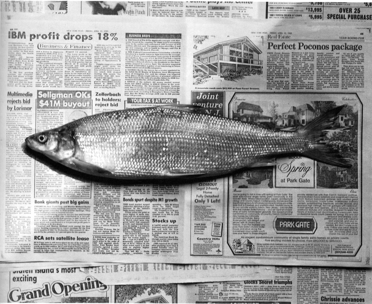 mapplethorpe_fish.jpg