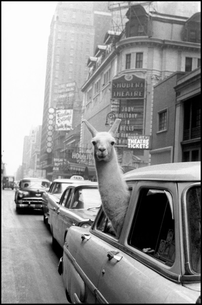 Fotó: Inge Morath: Láma a Times Square-en, 1957 © Inge Morath / Magnum Photos