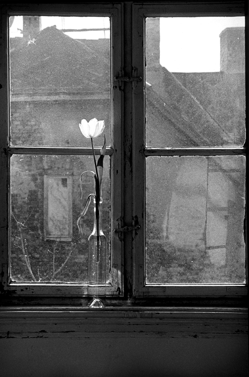 Fotó: Schäffer Zsuzsa: Fehér tulipán, Budapest, 1994-1995 © Schäffer Zsuzsa