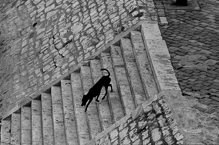 Fotó: Schäffer Zsuzsa: Fekete kutya, Budapest, 1982-1983 © Schäffer Zsuzsa