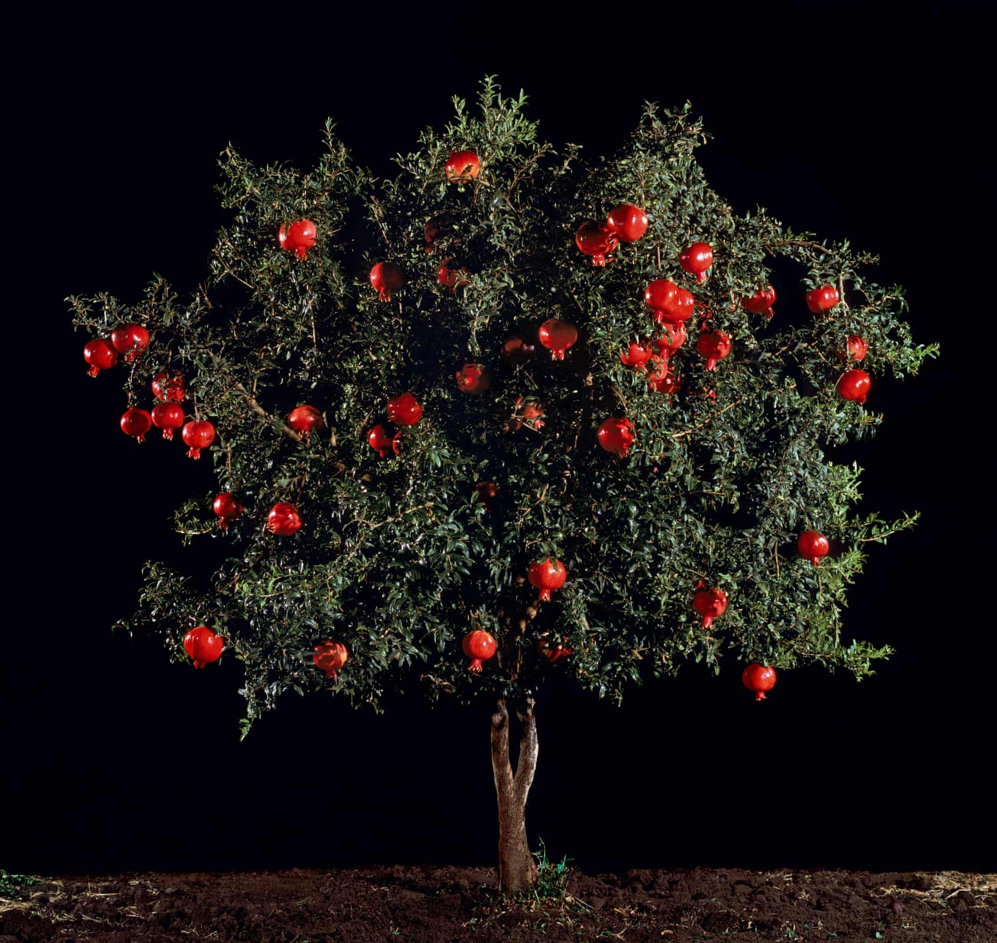 Fotó: Tal Shochat: Rimon (Pomegranate), 2011 © Tal Shochat.