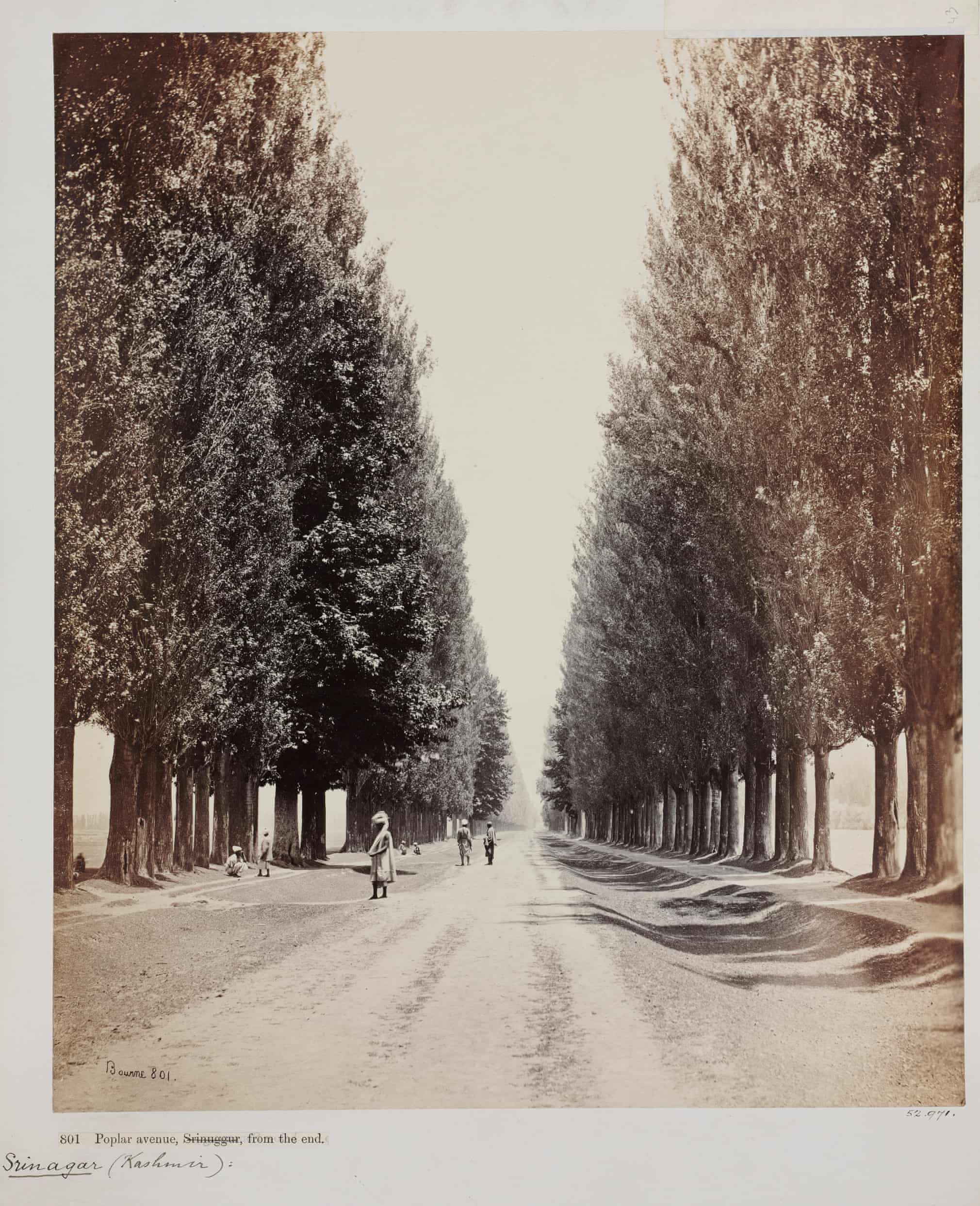 Fotó: Samuel Bourne: Poplar Avenue, Srinuggur, Kashmir, from the end, 1864.