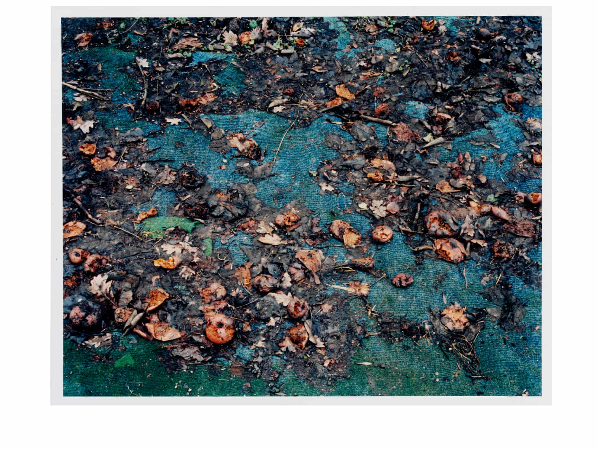 Fotó: Mark Edwards: Rotting Apples from the series What Has Been Gathered Will Disperse, 2004 © Mark Edwards.