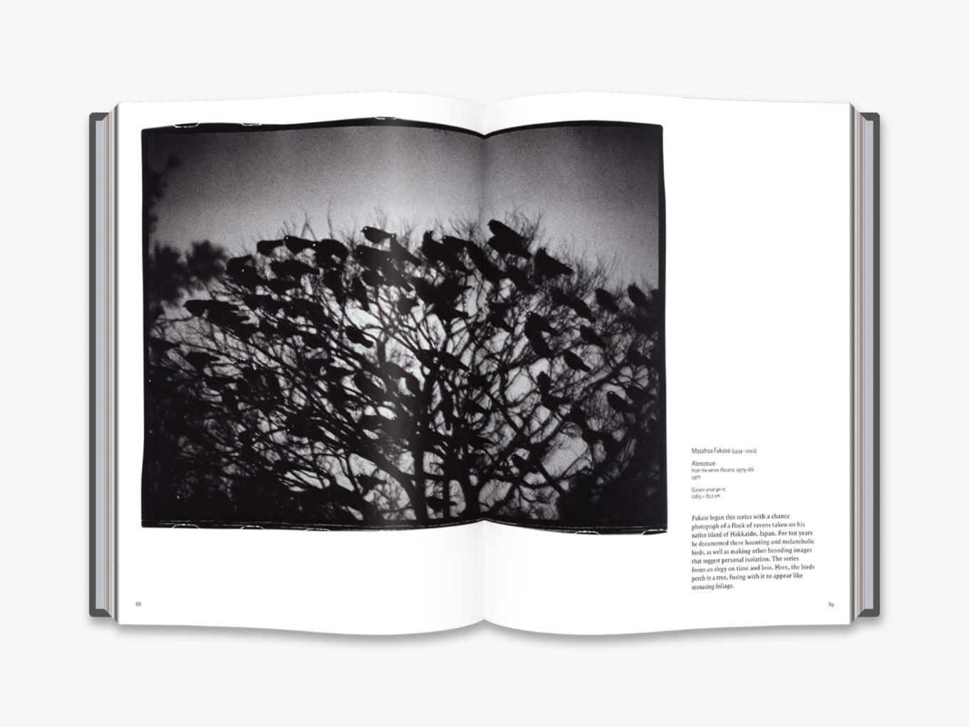 Egy oldal az Into the woods: trees in photography című könyből.<br /><br />