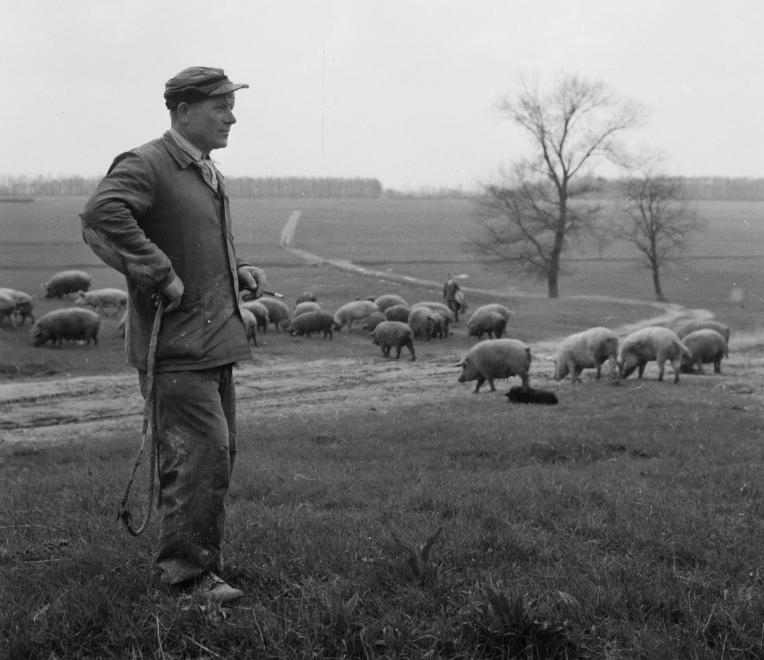 Fotó: Kotnyek Antal: Kondás, 1958 © Fortepan