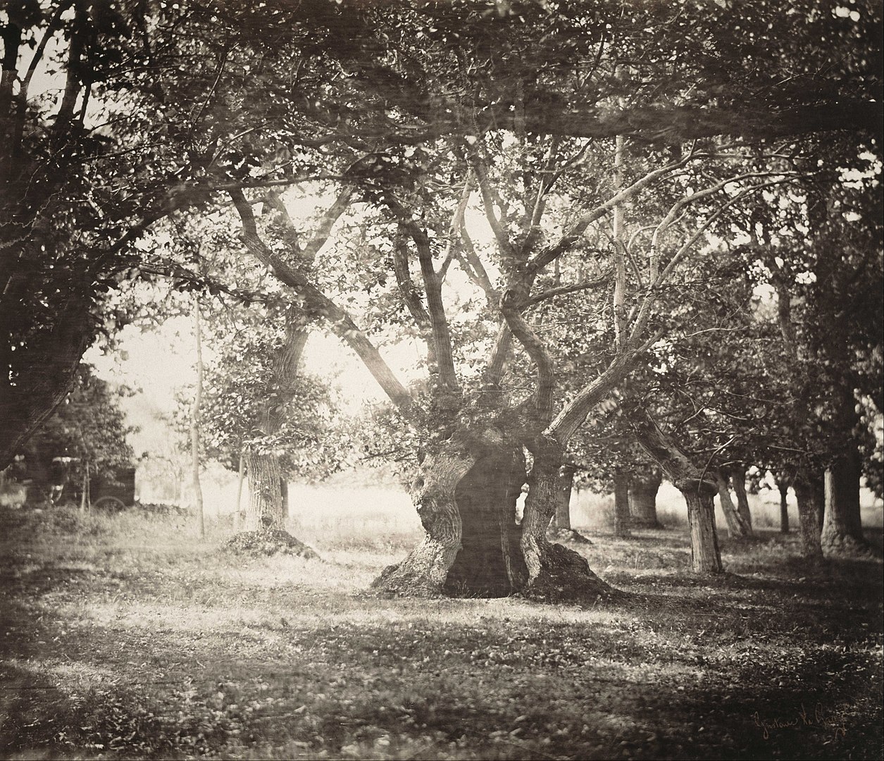 Fotó: Gustave Le Gray: Fontainbleau erdő, kb. 1856