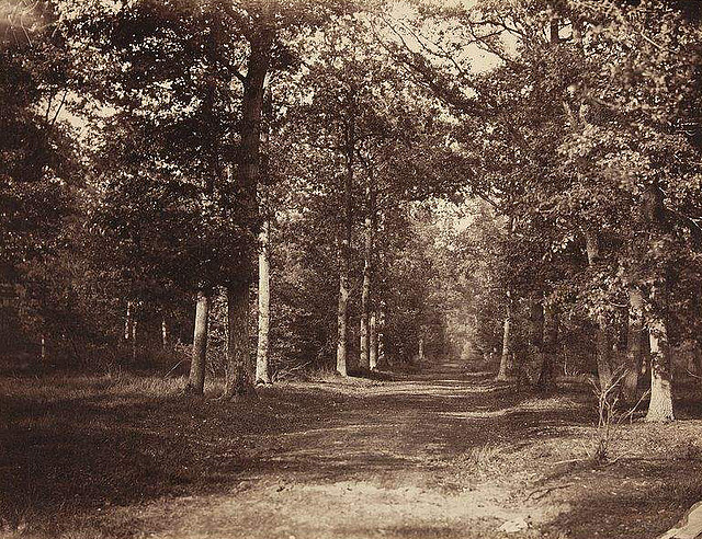 Fotó: Gustave Le Gray: Fountainbleau-erdő, 1855