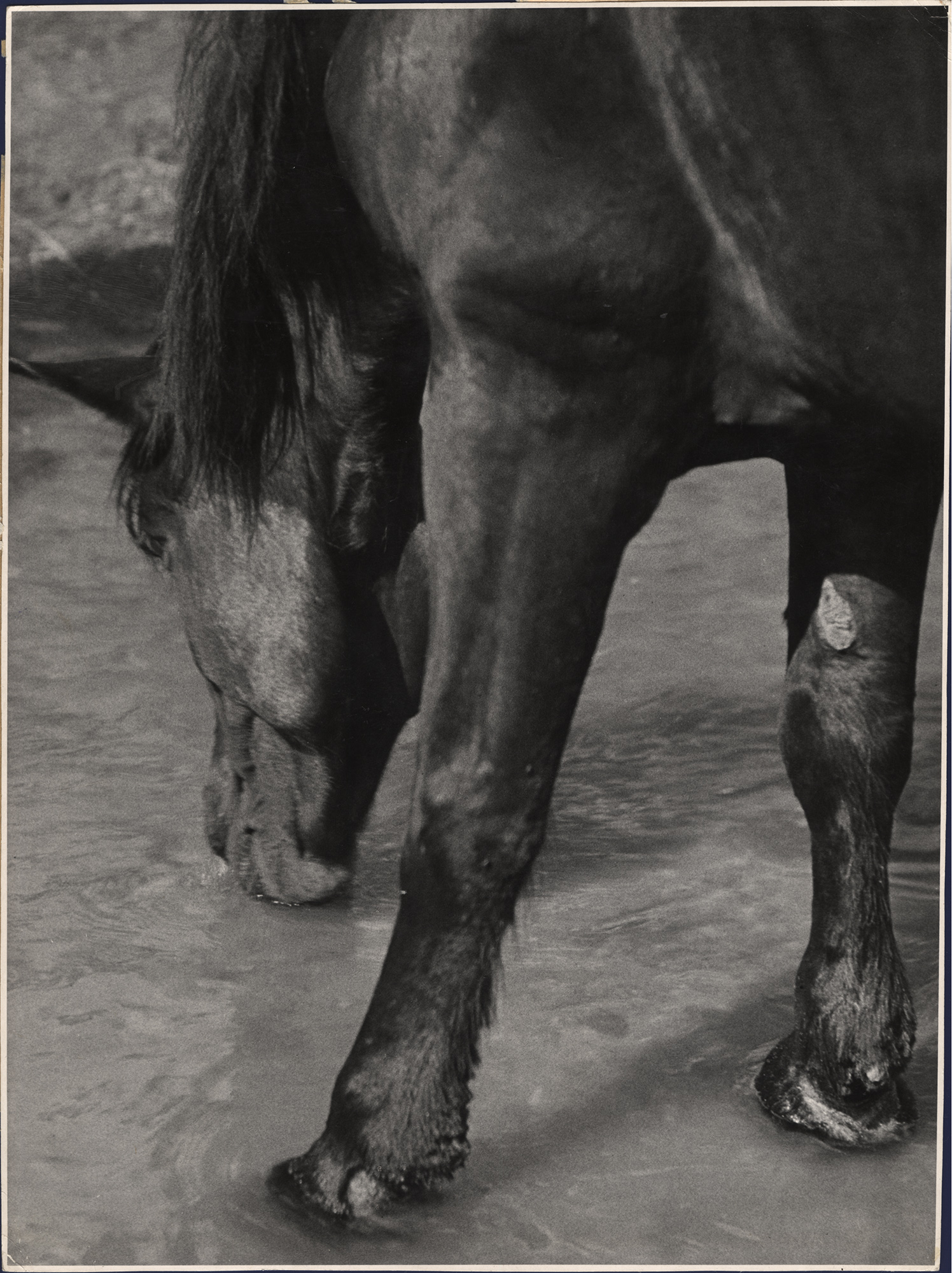 Fotó: Vadas Ernő: Szomjúság, 1936 © Magyar Fotográfiai Múzeum