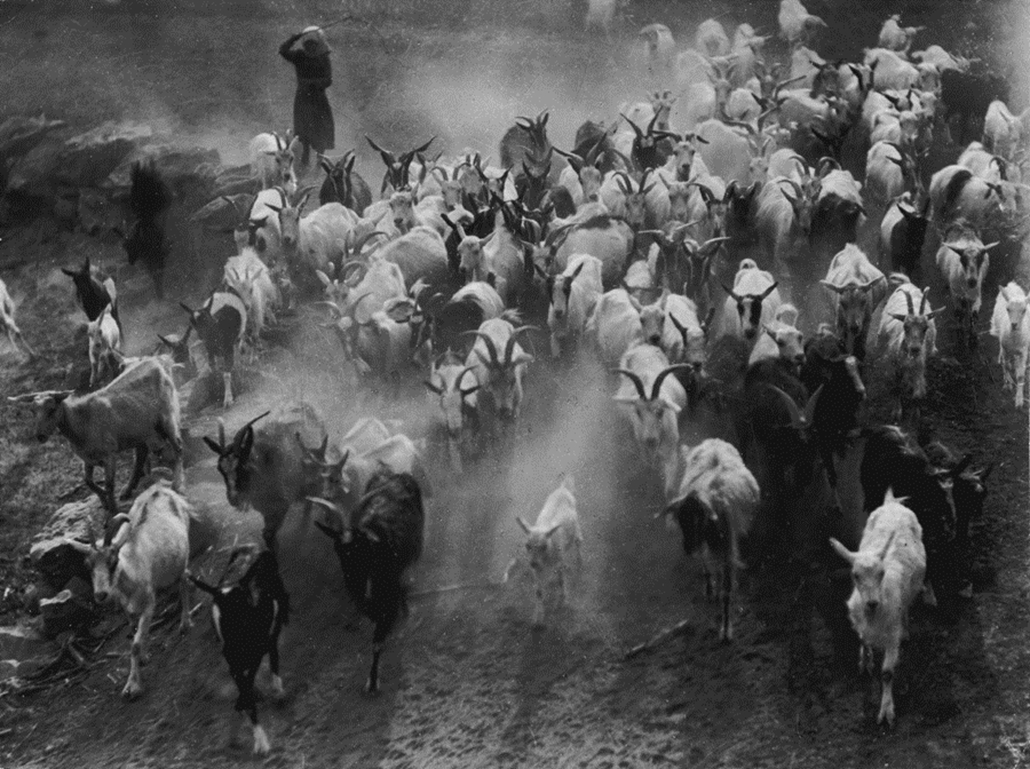 Fotó: Vadas Ernő: Poros úton, 1935 © Magyar Fotográfiai Múzeum