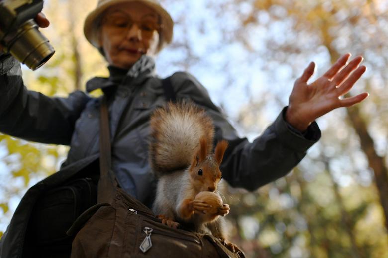 Fotó: Alexey Malgavko: Egy nő fényképet készít egy mogyorót evő mókusról Omszkban, Oroszország, 2019. október 8. © REUTERS/Alexey Malgavko