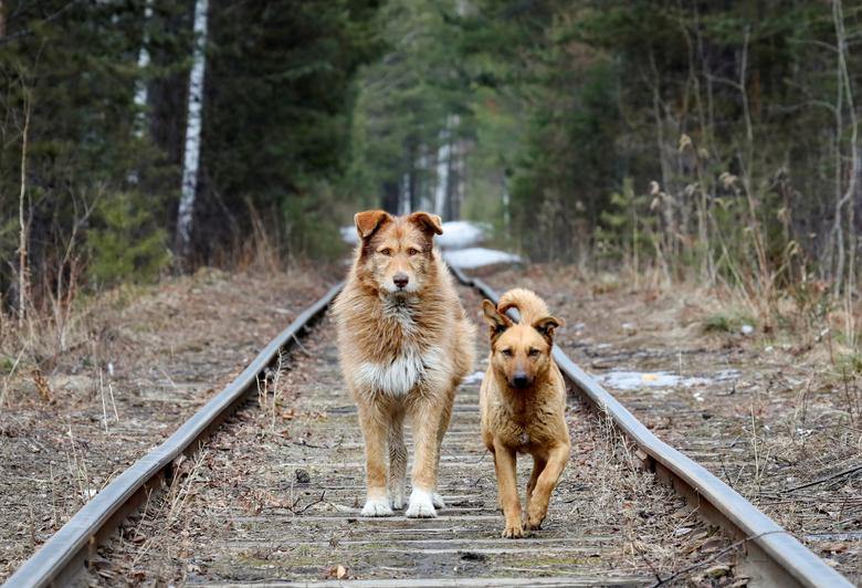 Fotó: Ilya Naymushin: Kóbor kutyák sétálnak egy vasút mentén a szibériai Taiga erdőben, Krasnoyarsk közelében, Oroszország, 2019. április 3. © REUTERS/Ilya Naymushin