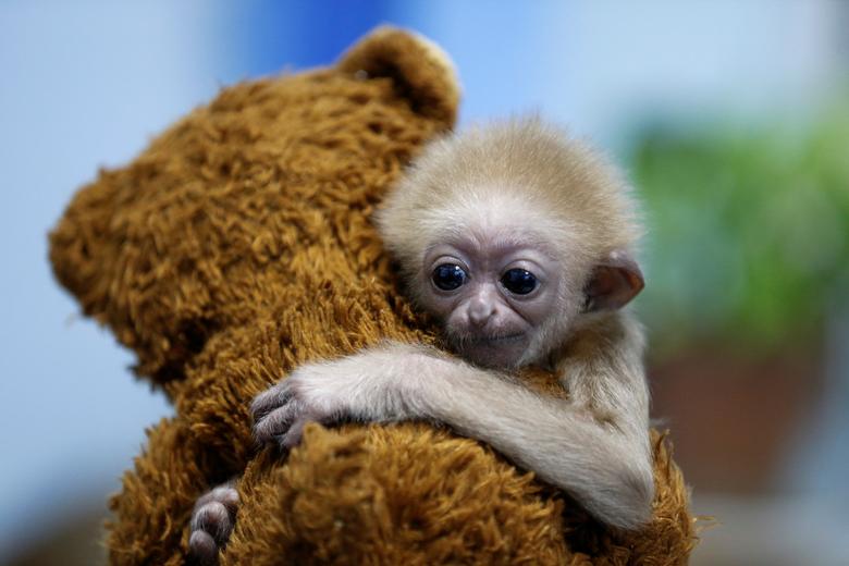 Fotó: Pavel Mikheyev: Jim, a két hónapos gibbon, egy játékmackót ölel a kazahsztáni Almati állatkertben, 2019. október 31. © REUTERS/Pavel Mikheyev