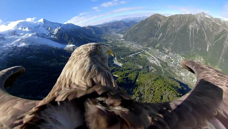 Fotó: Victor, egy kilenc éves, 360° kamerával felszerelt fehérfarkú sas, a franciaországi Chamonix-ban a gleccserek és a hegyek felett repül az Alpesi sasverseny előkészítő repülése során, egy olyan eseményen, amelynek célja a globális felmelegedés bemutatása. Állókép a 2019. október 8-án kiadott videóból. Eagle Wings Alapítvány/Chopard/REUTERS