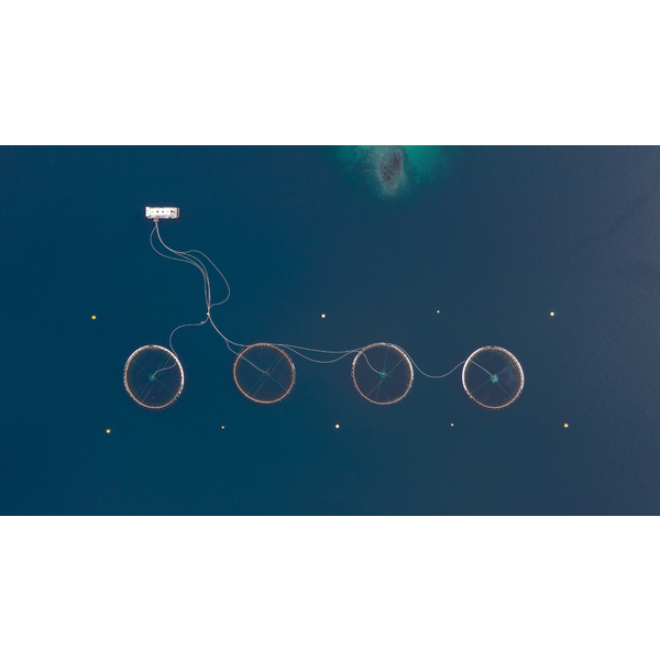Természet és tudomány (egyedi)<br />3. helyezett<br />Rácz Péter: Űrlény négykerekű biciklivel<br />Norvégia 1960-ban elsőként hozott létre halgazdaságokat, ahol úszó ketrecekben tenyésztett lazacokat. Ma már számos ilyen haltelep található a fjordokban. Ezekkel a telepekkel próbálják kielégíteni folyamatosan növekvő igényeket. A Föld teljes lazactermelésének 2/3-át ilyen akvakultúrák adják.
