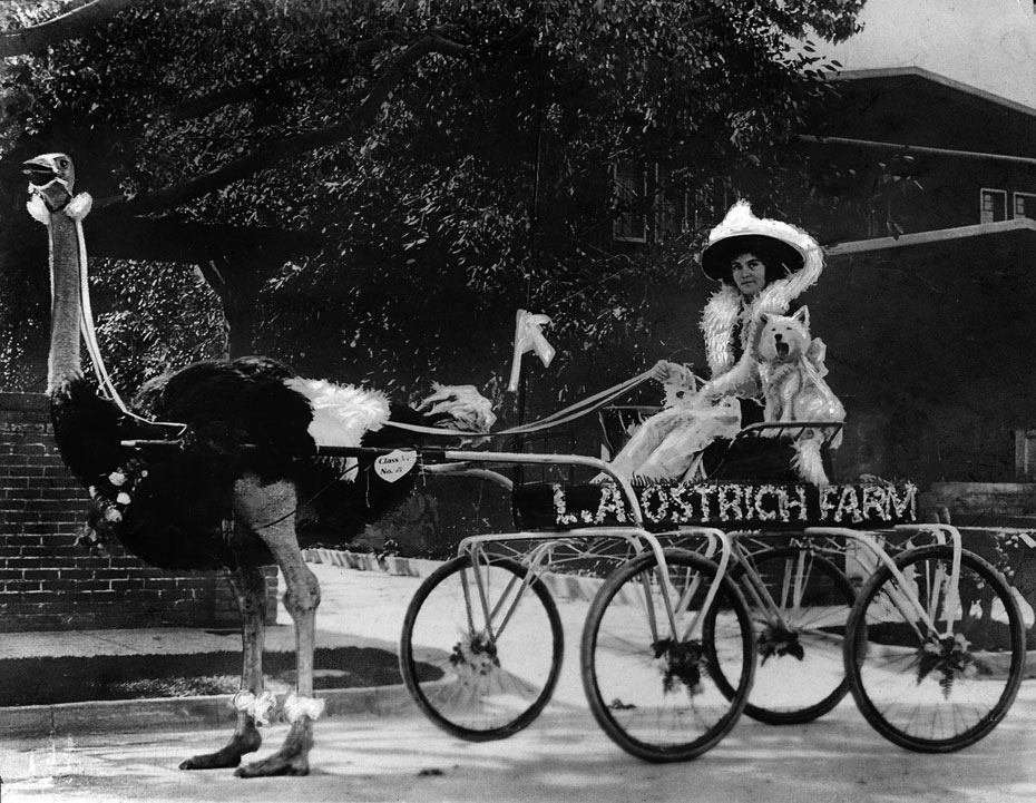 Fotó: Virginia Moon a struccfarmja előtt Cloudburst nevű struccával, 1915. január 1. © UCLA Library/Los Angeles Times