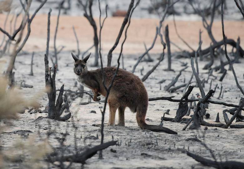 Fotó: Bennett-kenguru a leégett bozót helyén az ausztráliai Kenguru-szigeten, 2020. január 19-én. REUTERS / Tracey Nearmy