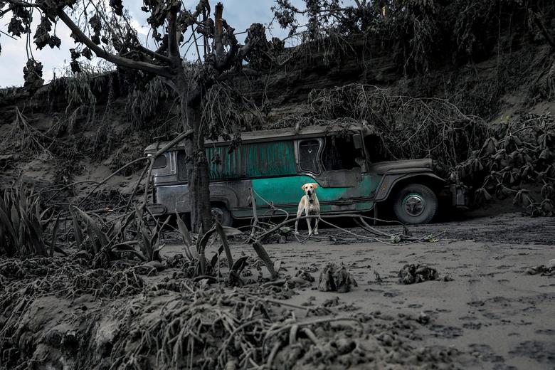 Fotó: A hamuval borított tájban egy elhagyott kutya ugat a Taal vulkán közelében, a Fülöp-szigeteki Batangas városában, Talisay, 2020. január 13. REUTERS / Eloisa Lopez