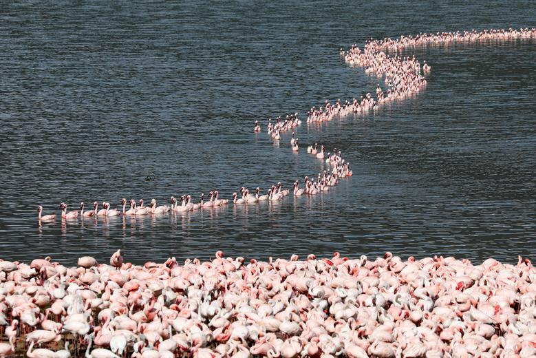 Fotó: Bogoria-tó, a kenyai Baringo megyében, 2020. augusztus 26. REUTERS / Baz Ratner<br />