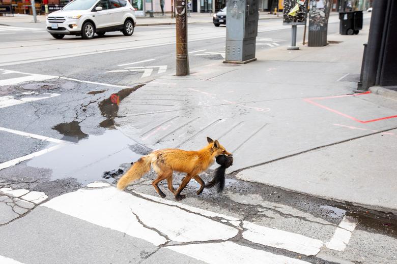 Fotó: Egy róka egy mókust visz a szájában koronavírus-korlátozások alatt, Toronto, Ontario, Kanada, 2020. május 19. REUTERS / Carlos Osorio