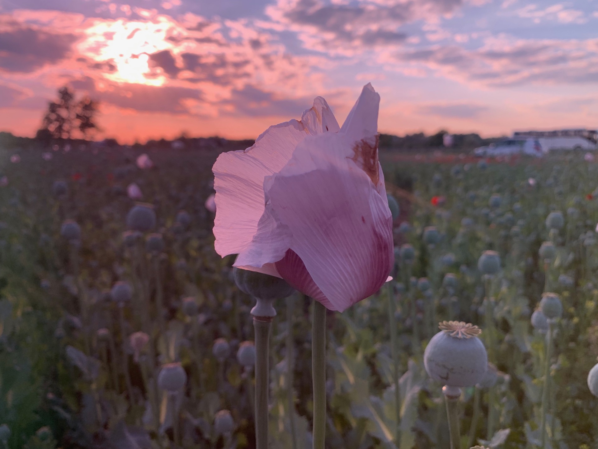 Fotó: Wodala Gréta: Virágos naplemente