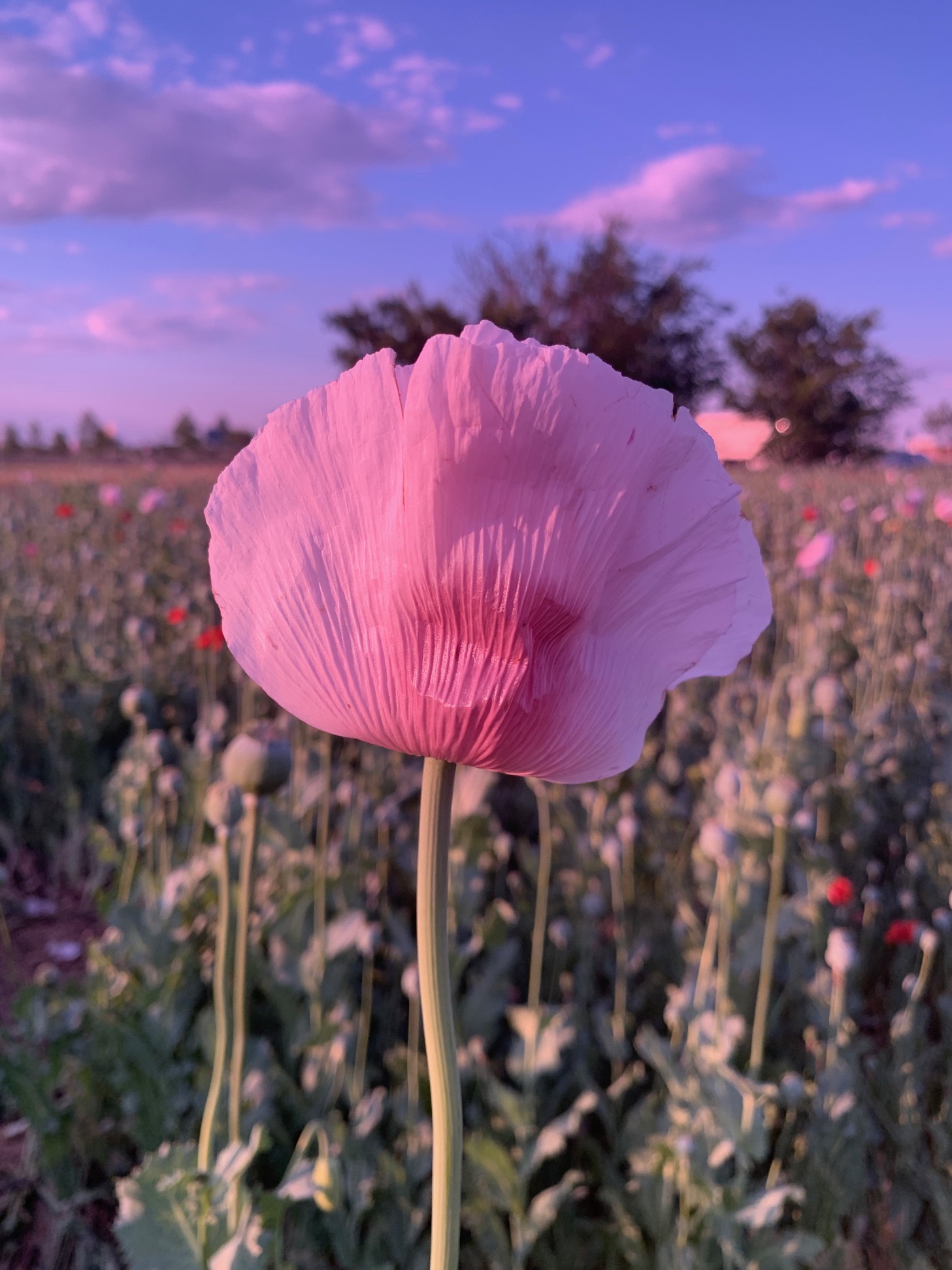 Fotó: Wodala Gréta: Virágos naplemente