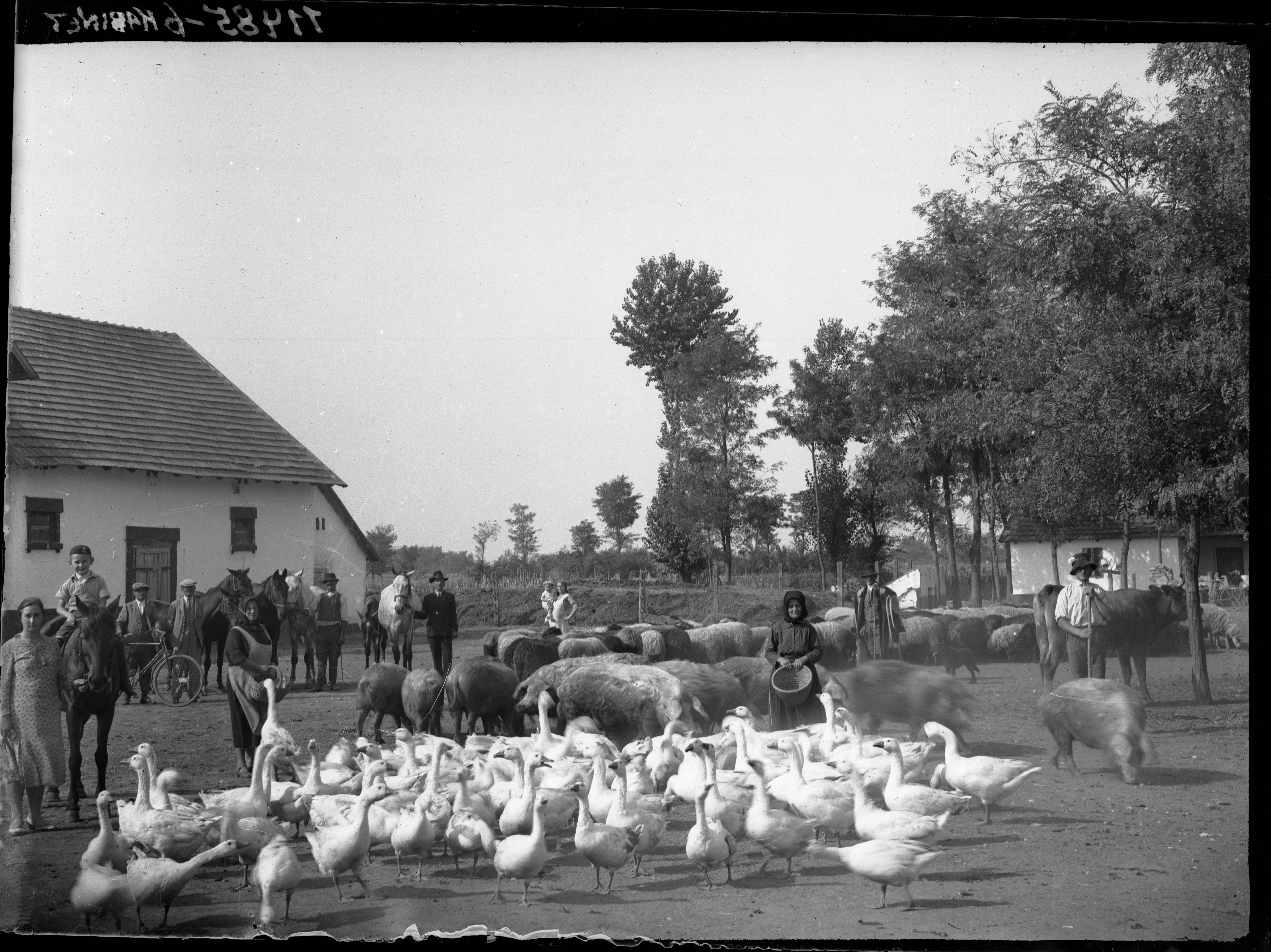 Fotó: Plohn József: Módos gazda tanyájának udvara a gazda családjával, béresekkel, szolgálókkal, valamint mangalica kondával, lovakkal és libákkal. © Tornyai János Múzeum gyűjteménye, Hódmezővásárhely 