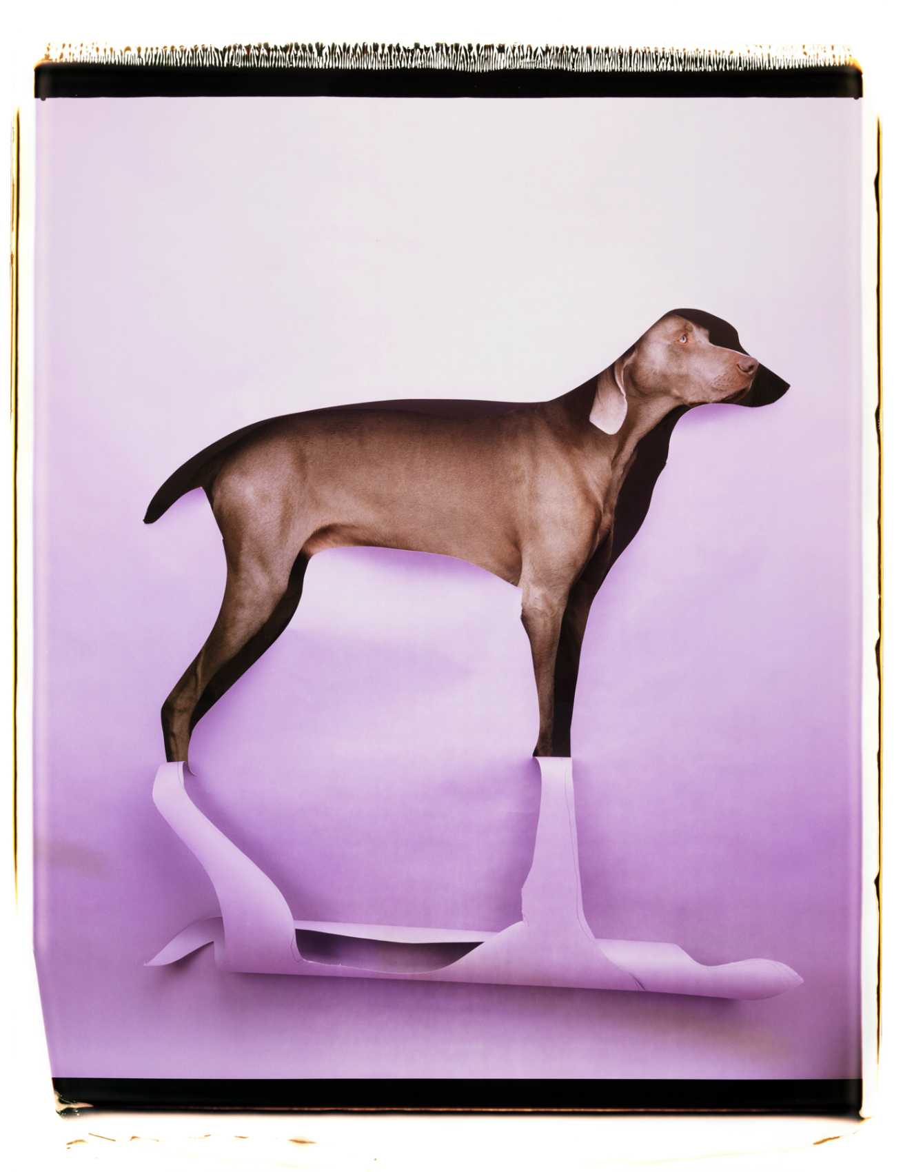 Fotó: William Wegman: Cut to Reveal, 1997 © William Wegman