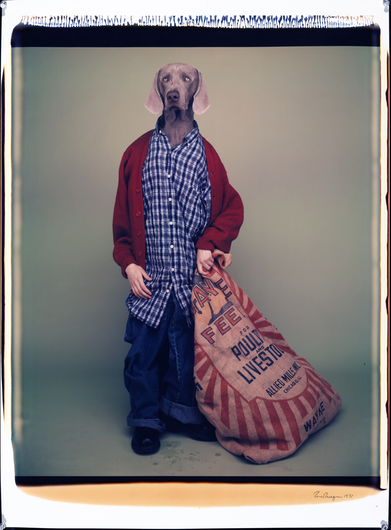 Fotó: William Wegman: Farm Boy, 1996 © William Wegman