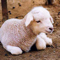 Ma született bárány.