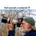 Hol vannak a madarak ??