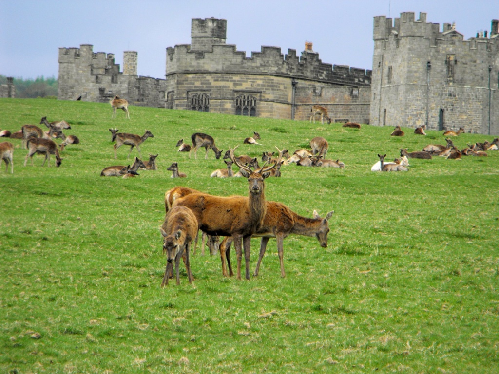 Deer_Raby_castle_1024x768.jpg