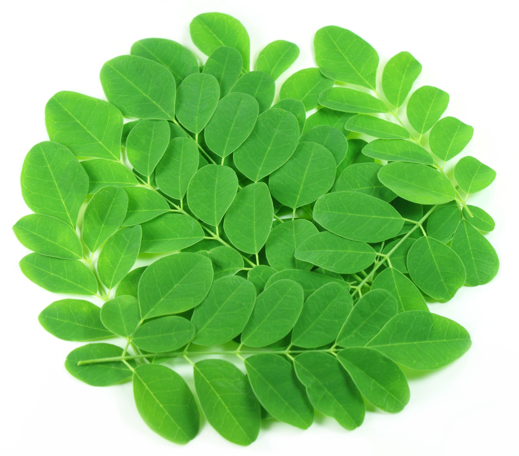 premium-moringa-oil-100ml-moringa-oleifera-[2]-131-p.jpg