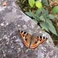 Annapurna Körtúra 14. nap (11.30.): Pillangóhatás