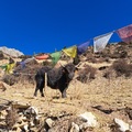Annapurna Körtúra 5. nap (11.21.): Ismerkedés a hegyi betegséggel és a jakokkal