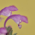 Bársonyos árvacsalán (Lamium amplexicaule)