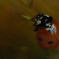 Hétpettyes katicabogár (Coccinella septempunctata)